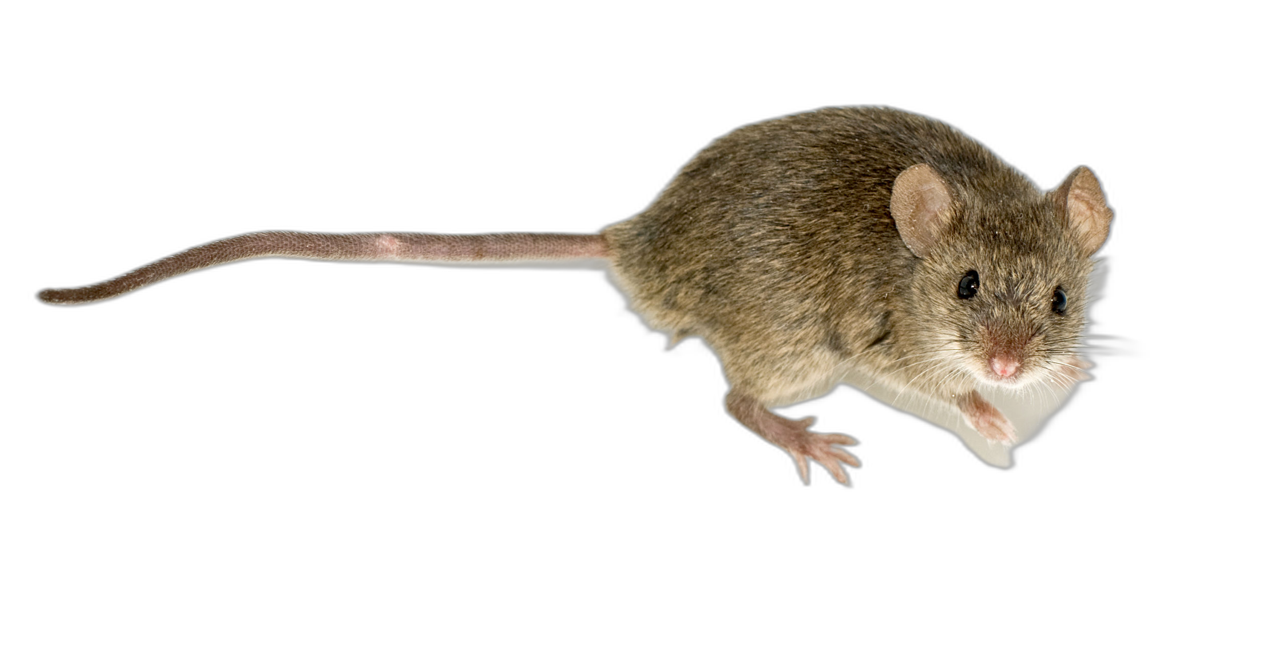 Mouse rodent control